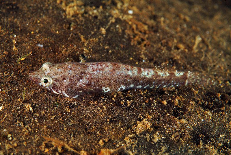 Diplecogaster bimaculata bimaculata